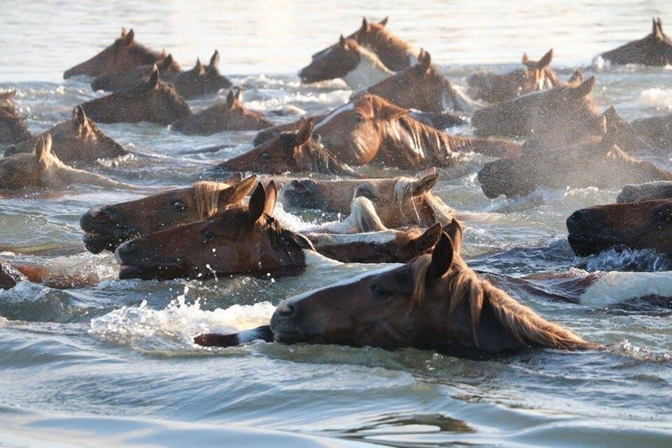 Photos: Chincoteague Pony Swim Through the Years